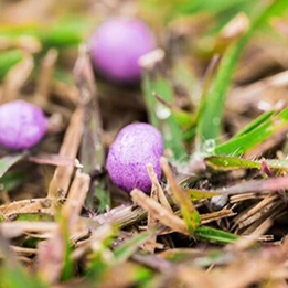 Photo of small pebbles of fertilizer on growing grass